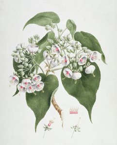 Walkuffa No. 5熱烈なDombeya（紙の上のグラファイト上のトイレ） 作： James Bruce